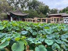 -莲湖公园