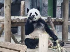 -栾川竹海野生动物园