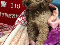 -皮特动物医院(24小时店)