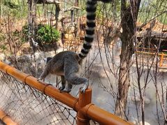 -北京野生动物园