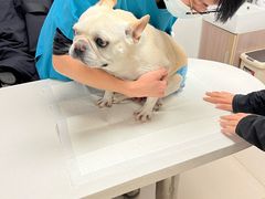 -艾贝尔宠物医院 ·中兽医·宠保定点(北门桥店)