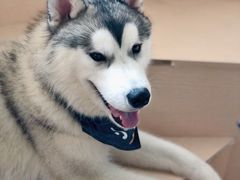 -Husky Go! 哈士奇体验馆·宠物咖啡厅狗咖