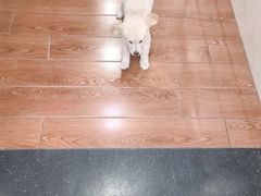 -千城康桥宠物医院·猫科·骨科·心脏