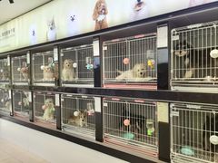 -翊宠yipet猫狗购宠庄园犬舍•猫舍