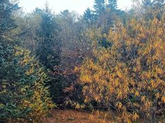 -五营红松林海景区