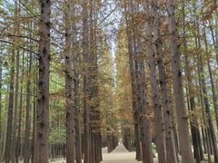 -日照海滨国家森林公园