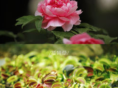 -国家植物园南园