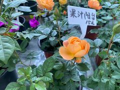 -真真老老(月河花鸟市场店)