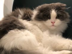 -飞行喵MR PILOT|猫舍·猫咖(静安大融城店)
