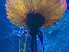 -沈阳海洋探索中心