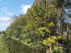 -上海长兴岛郊野公园