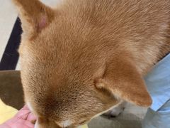 -逗柴咖啡屋·狗咖猫咖宠物桌游