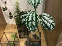 -柴务处·柴犬主题狗咖