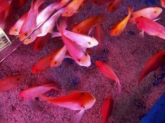-顺德南宏海立方海洋公园