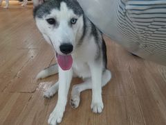 -Husky Go! 哈士奇体验馆·宠物咖啡厅狗咖