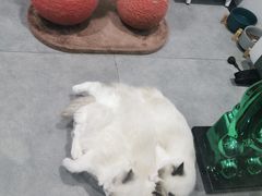 -极木²邸 人与宠物·互动社区