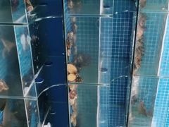 -宾朋海鲜特色美食餐厅·纯手工鲅鱼水饺(兴海路店)