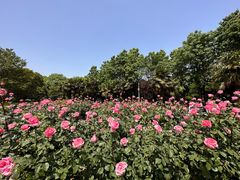 -洛阳市隋唐城遗址植物园