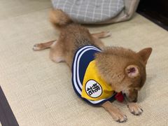 -逗柴咖啡屋·狗咖猫咖宠物桌游