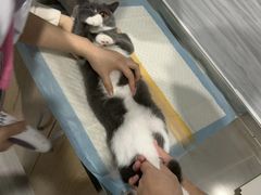 -瑞派名望24h动物医院异宠专科·猫专科·骨科·重症监护分院
