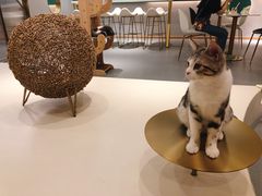 -飞行喵MR PILOT|猫舍·猫咖(静安大融城店)