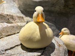 -Zoolung Zoolung动物主题公园(海信广场店)