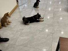 -柴犬小屋·柴餐厅·狗咖食堂(金鼎广场店)