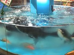 -魏铭鱼头捞饭(晋阳路店)