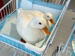 -怪兽屋·羊驼·猫咖·狗咖(俊华广场店)