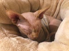 -猫小院猫主题餐厅(三里屯店)