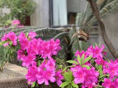 -大可堂普洱茶馆(襄阳南路馆)