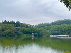 -深圳仙湖植物园