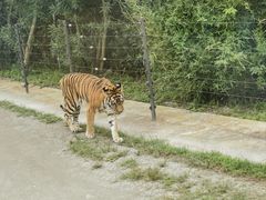 -上海野生动物园