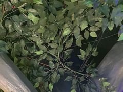 -津沽小院(天津之眼店)