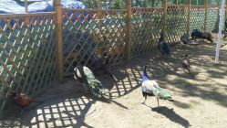 孔雀-萌宠亲子动物乐园(槐房万达店)