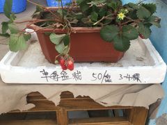 -大自然农场蔬菜草莓采摘园