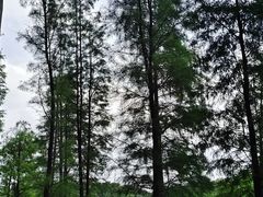 -三水森林公园