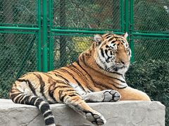 -上海野生动物园老虎餐厅