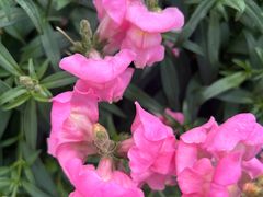 -紫颐香薰山谷景区