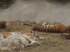 -北京野生动物园