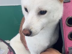 -利又安动物医院··老年病·猫科犬科·中兽医