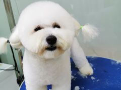 -创凡宠物医院·骨专科  猫科中心(西乡分院)