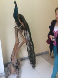 -麦莎MA3A摄影工作室(美兰金邸店)