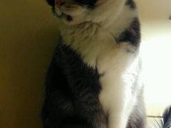 android_upload_pic-猫色咖啡·猫咖