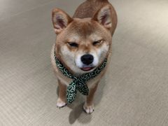 -逗柴咖啡屋·狗咖猫咖宠物桌游