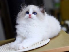 -十年猫舍·猫咪专门店(普陀店)