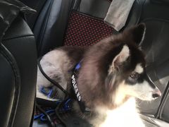 -翊宠yipet猫狗购宠庄园犬舍•猫舍