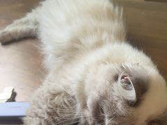 -楼上猫咖(罗湖店)