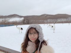 -钏路市丹顶鹤自然公园