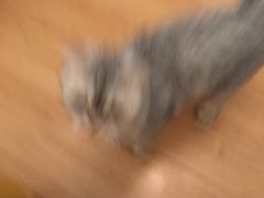 -宠颐生中康贝怡动物医院